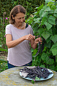 Frau bei der Ernte von schwarzen Stangenbohnen (Phaseolus vulgaris) 'Blaue Hilde', abschneiden der Schoten