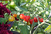 Tomate (Solanum Lycopersicum ) 'Philamina', reife Früchte an Tomatenpflanze im Beet