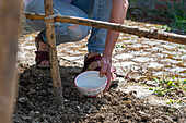 Plant bean seeds that have been soaked in water for two hours