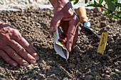 Tomatoes and root vegetables are good neighbors