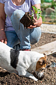 Planting sweet pepper seedlings (Capsicum) in the bed and dog 'Zula'