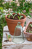 Artichoke (Cynara scolymus) seedlings in a clay pot