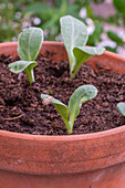 Seedling of artichoke (Cynara Scolymus) in a clay pot, portrait