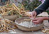 Pole beans (Phaseolus vulgaris) 'Neckargold' peel, open the beans and separate the seeds from the pods