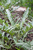 Artichoke plant (Cynara Scolymus)