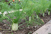 Tuberous fennel 'Selma' (Foeniculum Vulgare) in the vegetable patch