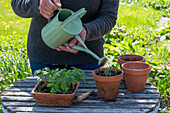 Prick out sown tomatoes (Solanum Lycopersicum ) 'Ballerina' and plant in pots