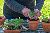 Prick out sown tomatoes (Solanum Lycopersicum ) 'Ballerina' and plant in pots