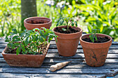 Pricking out sown tomatoes (Solanum Lycopersicum ) 'Ballerina' and planting in pots