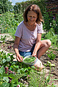 Woman harvesting runner bean (Phaseolus vulgaris), harvesting green bean