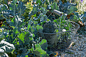 First harvest of broccoli, harvest only the head, then in six weeks harvest a second crop with smaller florets