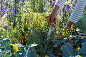 Cutting the flowers of full-grown broccoli for the vase