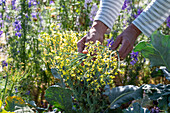 Cutting flowers from full-grown broccoli for the vase