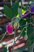 Flowering sweet peas 'Matchmaker Rose' and 'Cranberry' (Lathyrus odoratus)