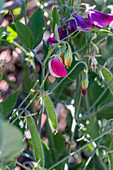 Flowering sweet peas 'Matchmaker Rose' and 'Cranberry' (Lathyrus odoratus)