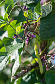 Flowering bean plant, runner bean 'Neckargold' (Phaseolus vulgaris), purple flower