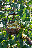 Harvest of pole bean 'Neckargold' (Phaseolus Vulgaris), harvest green bean, in wicker basket