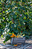 Harvesting 'Neckargold' runner bean (Phaseolus vulgaris) with flowers in wooden crate