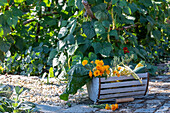 Pole bean 'Neckargold' (Phaseolus Vulgaris), harvesting with flowers in wooden crate