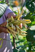 Pole bean 'Neckargold' (Phaseolus Vulgaris), harvest green bean