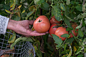 Harvesting tomatoes (Solanum lycopersicum) before the first frost in a wire basket