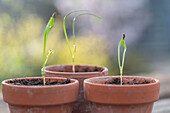 Tuberous fennel 'Selma' (Foeniculum vulgare), seedlings in clay pots, fennel