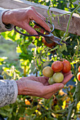 Harvesting tomatoes (Solanum lycopersicum) with scissors before the first frost