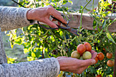 Tomaten (Solanum Lycopersicum) vor dem ersten Frost abernten