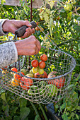 Harvesting tomatoes (Solanum Lycopersicum) before the first frost in a wire basket