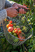 Harvesting tomatoes (Solanum lycopersicum) in a wire basket before the first frost