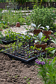 Planting, young plants of artichoke (Cynara scolymus) and cabbage (Brassica) in the plant tray