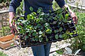 Woman planting, seedlings of blue cabbage, red cabbage in the planting tray