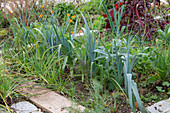 Leek and black salsify (Scorzonera) in the vegetable patch