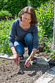 Woman planting young plants in the vegetable patch, blue cabbage, red cabbage