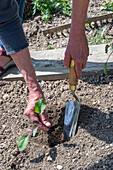 Woman planting young plants in the vegetable patch, blue cabbage, red cabbage