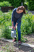 Woman watering young plants in a vegetable patch, blue cabbage, red cabbage