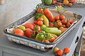 Tomaten vor dem ersten Frost abernten (Solanum Lycopersicum), im Drahtkorb