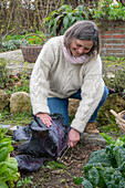 Frau bei der Ernte von Blaukraut, Rotkohl (Brassica rubra), Kohlkopf abschneiden