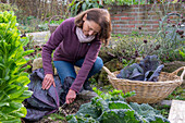 Frau bei der Ernte von Blaukraut, Rotkohl (Brassica rubra) im Weidenkorb