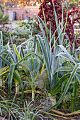 Vegetable patch with hoar frost, black salsify (Scorzonera), amaranth, leek and cabbage varieties