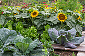 Gemüsebeet mit Romanasalat, Rotkohl, Wirsing und Sonnenblumen