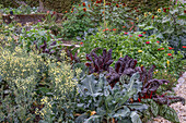 Mangold 'Bright Lights', Blüten von Brokkoli, Paprika,  Zinnien, Sonnenblumen 'Samtkönigin' im Gemüsebeet