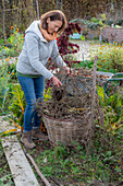 Gemüsebeete abräumen im Herbst, vertrocknete Tomatenpflanzen