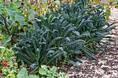 Palmkohl 'Nero di Toscana' im Gemüsebeet