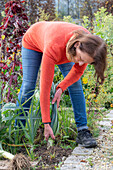 Harvesting leeks (Allium porrum) in autumn