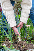 Harvesting leeks (Allium porrum) in autumn