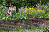 Woman plants celery (Apium graveolens) in raised bed for second harvest next to scented nettle (Agastache), golden chamomile (Anthemis tinctoria)