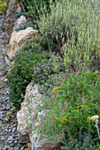 Kräutergarten mit Lavendel 'Platinblond' (Lavandula Angustifolia), Erdrauch (Fumaria), Fetthennen (Sedum), Thymian (Thymus)