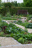 Vegetable patch with garden melilot (Atriplex hortensis), lettuce, milk thistle (Silybum marianum) and turnip (Brassica rapa)