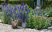 Feldrittersporn (Delphinium ajacis) mit Zinnien (Zinnia Elegans) im Gemüsebeet
